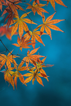 ·菩提心·采集到《叶》