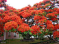 8.巴西的凤凰木：个性张扬的树，只见于热带地区
