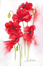 Jan Harbon #art #poppies #watercolor