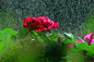 雨中玫瑰 摄影：百岁千秋