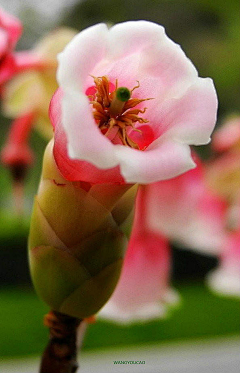 ┈━═☆蓅煋采集到特写-花的世界