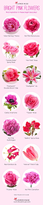 Our Favorite: Bright Pink Flowers on Flower Muse Blog: 
