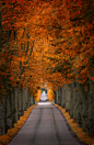 图片：秋天是条让人不想走完的路 (6)