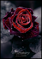 ❤ 水晶玫瑰 ❤
