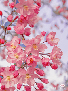 撩露采集到花