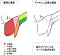 【GAD翻译馆】简单介绍肌肉与骨骼！腋下与手肘的画法