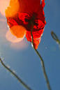 花花世界——花开的声音
Low Angle Photography of Red Poppy Flower