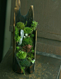 ~ Beautiful! ~にこブログ 新しい苔玉・盆栽・苔盆栽アップしました！~