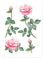 Watercolor rose flower : Watercolor rose illustrations. Seamless pattern and greeting card