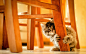 animals cats chairs kittens wallpaper (#2414642) / Wallbase.cc