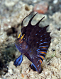 (Emblemania hypacanthus) Gulf signal blenny displaying. Sea of Cortez.