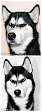 这只名叫Anuko的狗狗因为凌厉如匕首般的眼神成了INS的网红，邪魅狂狷让人把持不住ins：huskyanuko