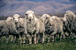 New Zealand Sheep Farm - Vol-2 : A day in the life of a New Zealand Merino sheep farm