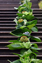 Tropical leaves are punctuated with various succulents that line the steps of this Australian wedding venue.