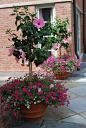 This fuchsia petunia is also from the Vista series. Though the pink hibiscus standards are the star of the show, the small petunias add lots of texture and volume. The hibiscus trees are weighted visually at the bottom.