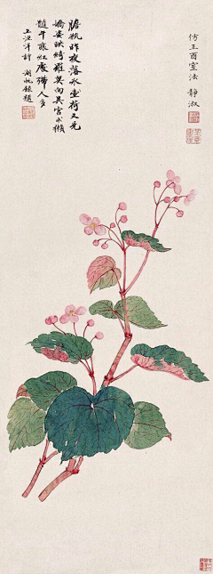 `莕菜兒采集到花卉插画