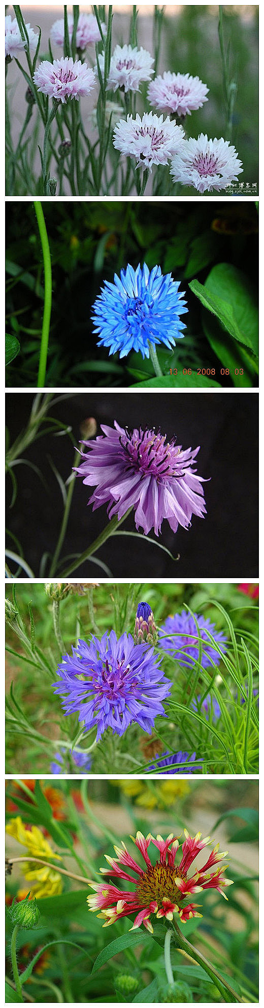 矢车菊，原产于欧洲，花期2-8月，有蓝、...
