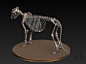 Misc - Lion skeleton 2 by ~Peet-B on deviantART