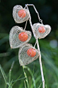 A lanterna chinesa (physalis alkekengi) floresce no final da primavera com flores brancas que, uma vez polinizadas, se tornam curiosas lâmpadas de cor rojizo. Estas lâmpadas escondem no seu interior um caro fruto comestível, semelhante a uma cereja.