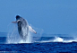 夏威夷毛伊岛座头鲸最远违反C2024