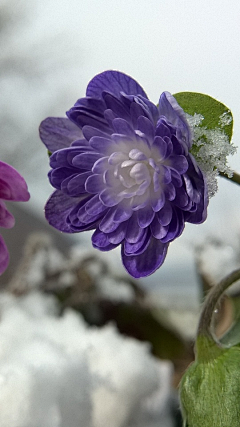 十四公主~采集到雪割草