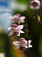 莲花升麻 

　　毛茛科莲花升麻属 

　　多年生草本，可达75cm高，小叶卵形，边缘有齿。

　　花开在晚夏，淡藕荷色。花碗型，中间还有一圈花环，且花向下垂。虽然不是一种小型草本，但植物整体的感觉极为纤细精致。