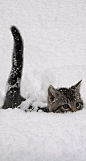 snow cat  #photo by Luke O'Connor -- www.plus.google.com: 