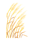 手绘水彩芦苇丛植物透明背景免抠PNG图案 装饰PS设计合成素材 (11)