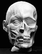 Ecorche Facial Muscles Anatomical Artist Reference