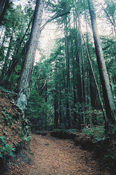 我们曾是潮水采集到forest