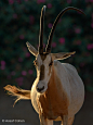 弯角大羚羊 sahara oryx 哺乳纲 偶蹄目 牛科 大羚羊属
sahara oryx by Assaf Cohen on 500px