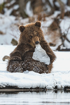 土豆Sue采集到Animal-Bear