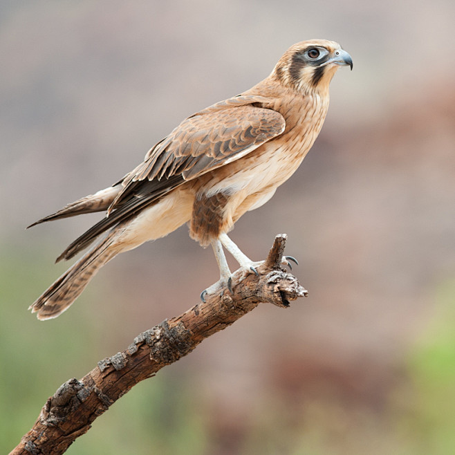 Brown Falcon by 88