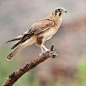 Brown Falcon by 88