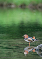 可爱鸟儿-水中的鸳鸯动物植物图片素材