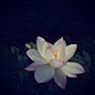 @nao1223 | 穏やかな週末をね。おやすみなさい。 | Webstagram - the best Instagram viewer