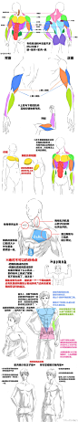 看完这9个肌肉教程，还怕画不出美国队长吗！