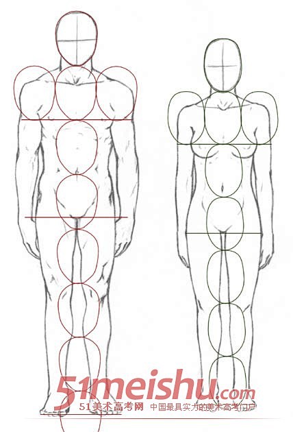 素描速写人体比例结构.jpg