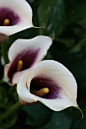 马蹄莲  Calla Lilies
