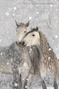 Snow horses