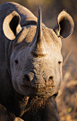 llbwwb: (via 500px / Black Rhino i Kruger by... - Some people feel the rain. Others just get wet. : llbwwb:
“ (via 500px / Black Rhino i Kruger by Allan Høgholm)
”