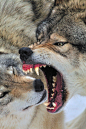 archangvl:

Timber Wolves Playing | Archangel

DEM TEETH