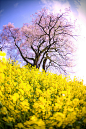 天神夫婦桜 / Cherry tree of the couple | Flickr - 相片分享！