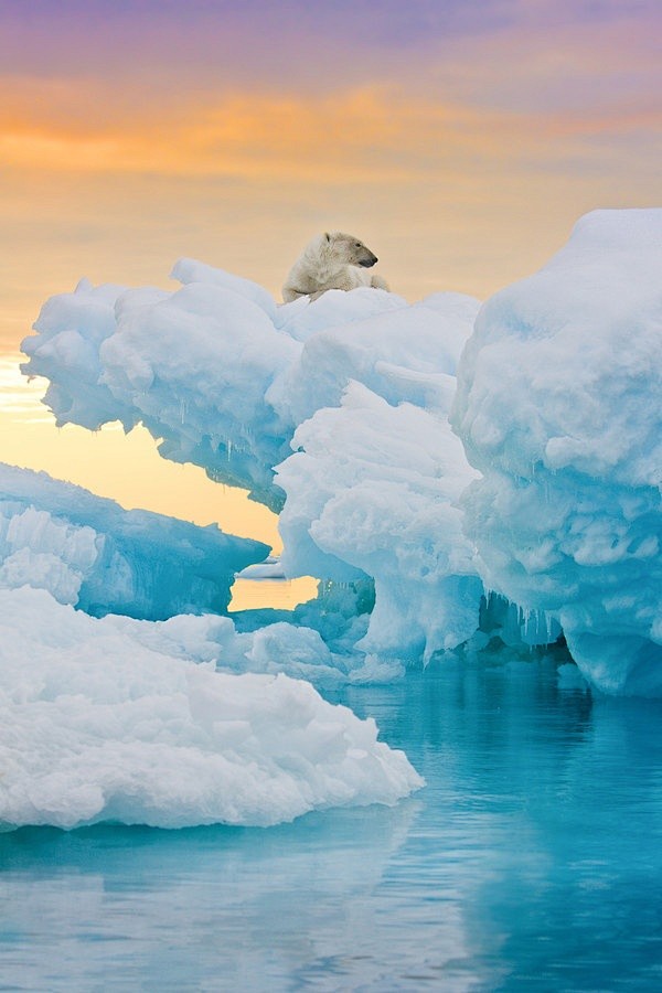 Polar bear lounging ...