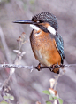 biomorphosis:

Kingfishers vivid colour is iridescence, not pigment – the pigment is actually dark brown! Interference between different wavelengths of light reflected from different layers of the feathers produces blues, greens and oranges depending on t