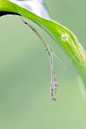 Aloke Sahu在 500px 上的照片Mantis Nymph