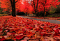秋叶“飘雪”似的落下，留下一张美丽的彩色地毯。俄勒冈州，美国