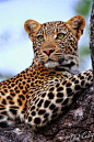 
Tingana Leopadess relaxing in a marula tree, Timbavati, South Africa by #wildographer & field guide Chad Cocking.

