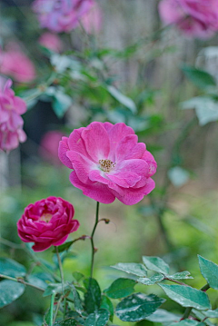 飞雪0815采集到玫瑰-月季-蔷薇