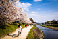 sakura '14 - cherry blossoms #21 (Kamogawa, Kyoto)